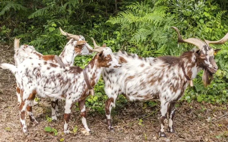 Cabras algarvias